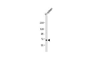 Anti-RASGRP2 Antibody (N-term) at 1:1000 dilution + human spleen lysate Lysates/proteins at 20 μg per lane.