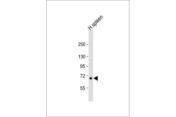 RASGRP2 Antikörper  (N-Term)