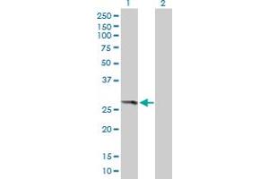 Western Blot analysis of THEM4 expression in transfected 293T cell line by THEM4 MaxPab polyclonal antibody. (THEM4 Antikörper  (AA 1-240))