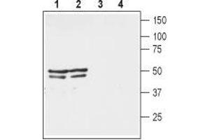 Western blot analysis of mouse (lanes 1 and 3) and rat (lanes 2 and 4) brain lysates: - 1,2. (KCNA3 Antikörper  (Extracellular))