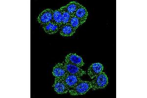 Immunofluorescence (IF) image for anti-Ubiquinol-Cytochrome C Reductase, Rieske Iron-Sulfur Polypeptide 1 (UQCRFS1) (AA 181-209), (C-Term) antibody (ABIN655606)