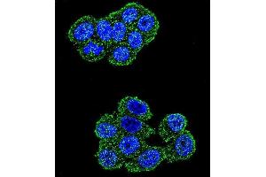 Confocal immunofluorescent analysis of UQCRFS1 Antibody (C-term) (ABIN655606 and ABIN2845090) with Hela cell followed by Alexa Fluor 488-conjugated goat anti-rabbit lgG (green). (UQCRFS1 Antikörper  (C-Term))