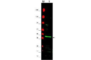 Western blot using  affinity purified anti-PPAR2 antibody shows detection of PPAR2 protein in a mouse 3T3 whole cell lysate (lane 1 arrowhead). (PPARG Antikörper)