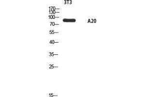 Western Blot (WB) analysis of 3T3 using A20 antibody. (IGKV1-27 Antikörper)