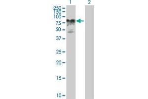 Western Blot analysis of AMOT expression in transfected 293T cell line by AMOT MaxPab polyclonal antibody. (Angiomotin Antikörper  (AA 1-675))
