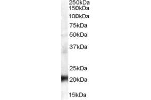 Image no. 1 for anti-Chromobox Homolog 3 (CBX3) (Internal Region) antibody (ABIN374619) (CBX3 Antikörper  (Internal Region))