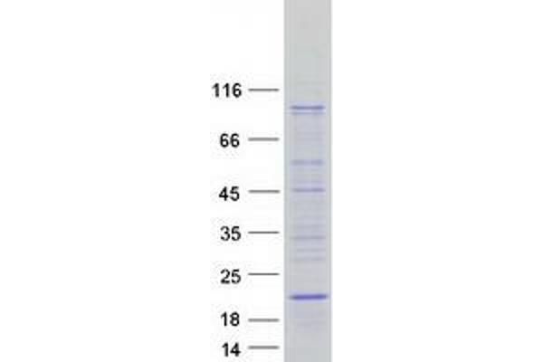 SYS1 Protein (Transcript Variant 1) (Myc-DYKDDDDK Tag)