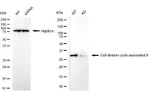 anti-Cell Division Cycle Associated 8 (CDCA8) antibody