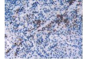 IHC-P analysis of Rat Spleen Tissue, with DAB staining. (FSHB Antikörper  (AA 21-130))
