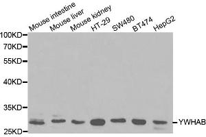 Western blot analysis of extracts of various cell lines, using YWHAB antibody (ABIN5970400) at 1/1000 dilution. (YWHAB Antikörper)