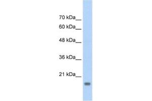 Western Blotting (WB) image for anti-Autocrine Motility Factor Receptor (AMFR) antibody (ABIN2462647) (AMFR Antikörper)