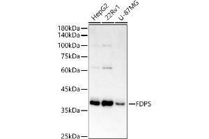 Western blot analysis of extracts of various cell lines, using FPS/FDPS antibody (ABIN7267129) at 1:1000 dilution. (FDPS Antikörper)