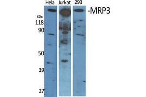 Western Blot (WB) analysis of specific cells using MRP3 Polyclonal Antibody. (ABCC3 Antikörper  (Internal Region))
