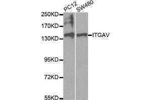 Western blot analysis of extracts of various cell lines, using ITGAV antibody.