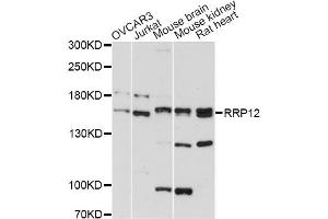 Western blot analysis of extracts of various cell lines, using RRP12 antibody (ABIN6293866) at 1:3000 dilution.