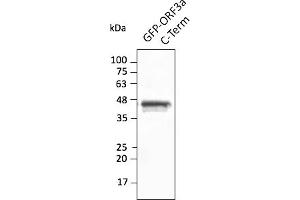 Western Blotting (WB) image for anti-SARS-CoV-2 ORF3a (C-Term) antibody (ABIN7272993) (SARS-CoV-2 ORF3a Antikörper  (C-Term))