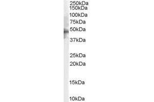 ABIN2563294 (2µg/ml) staining of Human Brain lysate (35µg protein in RIPA buffer).