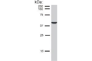 Detection of cytokeratin 19 in MCF-7 cell lysate by mouse monoclonal antibody BA-17 . (Cytokeratin 19 Antikörper  (Biotin))