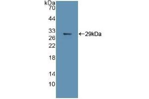 Detection of Recombinant MAPK11, Human using Polyclonal Antibody to Mitogen Activated Protein Kinase 11 (MAPK11) (MAPK11 Antikörper  (AA 38-277))