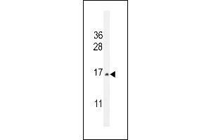 CST9 Antibody (C-term) (ABIN655011 and ABIN2844645) western blot analysis in HepG2 cell line lysates (35 μg/lane). (CST9 Antikörper  (C-Term))