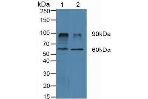 Western blot analysis of (1) Porcine Kidney Tissue and (2) Porcine Liver Tissue. (DPP4 Antikörper  (AA 484-728))