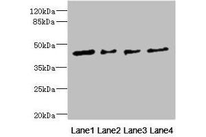 Western blot All lanes: FCRL6 antibody at 1. (FCRL6 Antikörper  (AA 20-307))