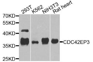 Western blot analysis of extracts of various cell lines, using CDC42EP3 antibody. (CDC42EP3 Antikörper  (AA 1-254))