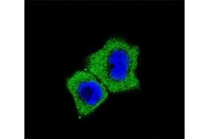 Immunofluorescence (IF) image for anti-SMAD, Mothers Against DPP Homolog 7 (SMAD7) (AA 195-224) antibody (ABIN3032632)