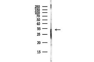Western blot analysis of lysates from Mouse lung, using SUL Antibody at 1/1000 dilution.