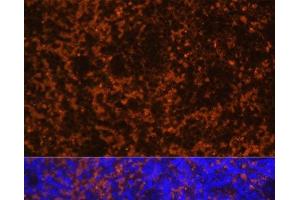 Immunofluorescence analysis of Mouse spleen using CCL19 Polyclonal Antibody at dilution of 1:100 (40x lens).