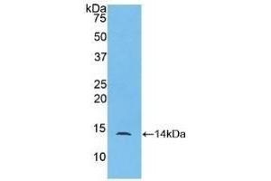 CCL24 antibody  (AA 27-119)
