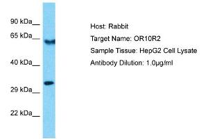 Host: Rabbit Target Name: OR10R2 Sample Type: HepG2 Whole Cell lysates Antibody Dilution: 1. (OR10R2 Antikörper  (C-Term))