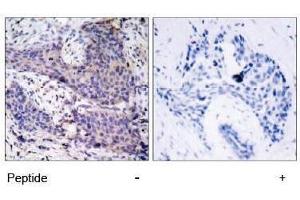 Image no. 1 for anti-BCL2-Associated Agonist of Cell Death (BAD) (Ser136) antibody (ABIN197210) (BAD Antikörper  (Ser136))