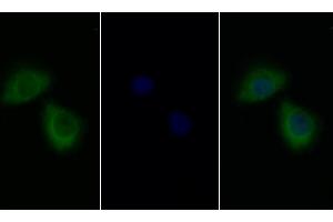 Detection of IL13Ra1 in Human HepG2 cell using Polyclonal Antibody to Interleukin 13 Receptor Alpha 1 (IL13Ra1) (IL13 Receptor alpha 1 Antikörper  (AA 203-376))