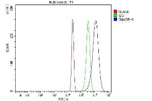 anti-Ribonuclease H1 (RNASEH1) (AA 7-223) antibody