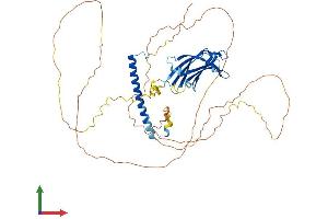 Protein Structure (PS) image for RAB11 Family Interacting Protein 2 (Class I) (RAB11FIP2) (AA 1-512) protein (His tag) (ABIN7562157)