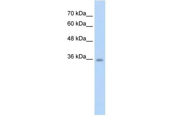 Chromosome 6 Open Reading Frame 134 (C6orf134) (N-Term) Antikörper