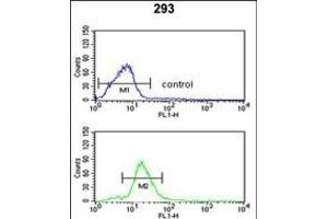 PEX11A Antibody (N-term) (ABIN652955 and ABIN2842610) flow cytometric analysis of 293 cells (bottom histogram) compared to a negative control cell (top histogram). (PEX11A Antikörper  (N-Term))