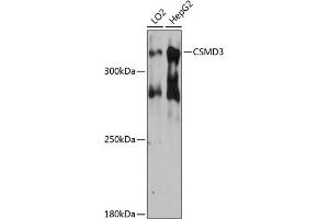 Western blot analysis of extracts of various cell lines, using CSMD3 antibody (ABIN6127662, ABIN6139108, ABIN6139109 and ABIN6215794) at 1:3000 dilution. (CSMD3 Antikörper  (AA 220-440))