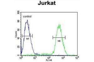 Flow cytometric analysis of Jurkat cells using PPP1R3A Antibody  (right histogram) compared to a negative control cell (left histogram). (PPP1R3A Antikörper  (Middle Region))