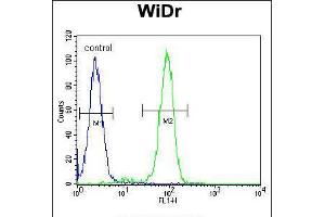 Flow cytometric analysis of WiDr cells (right histogram) compared to a negative control cell (left histogram). (FBXO9 Antikörper  (C-Term))