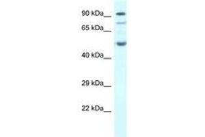 Image no. 1 for anti-Sestrin 2 (SESN2) (AA 268-317) antibody (ABIN6747446) (Sestrin 2 Antikörper  (AA 268-317))