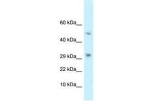 Image no. 1 for anti-T Cell Activation Inhibitor, Mitochondrial (TCAIM) (N-Term) antibody (ABIN6747674) (TCAIM Antikörper  (N-Term))