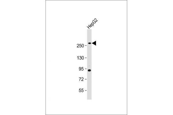 Fatty Acid Synthase Antikörper  (AA 942-973)