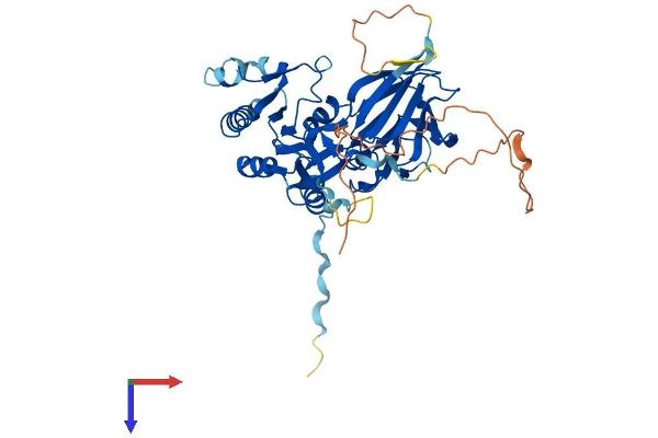 NADK Protein (AA 1-439) (His tag)