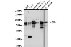 Western blot analysis of extracts of various cell lines, using  antibody (ABIN7265426) at 1:1000 dilution. (ACSS1 Antikörper  (AA 340-689))