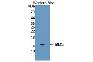 Western Blotting (WB) image for anti-Interleukin 5 (IL5) (AA 20-134) antibody (ABIN3209430) (IL-5 Antikörper  (AA 20-134))