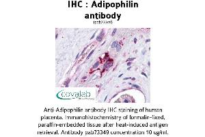 Image no. 3 for anti-Perilipin 2 (PLIN2) (AA 28-281) antibody (ABIN1731557) (ADRP Antikörper  (AA 28-281))