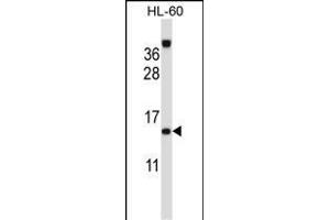 ROBLD3 Antibody (Center) (ABIN657261 and ABIN2846356) western blot analysis in HL-60 cell line lysates (35 μg/lane). (LAMTOR2 Antikörper  (AA 41-70))