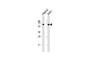 All lanes : Anti-TERF2IP Antibody at 1:2000 dilution Lane 1: HepG2 whole cell lysate Lane 2: A431 whole cell lysate Lysates/proteins at 20 μg per lane. (RAP1 Antikörper  (AA 1-399))